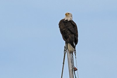 IMG_9314 Sitka harbor eagle.jpg