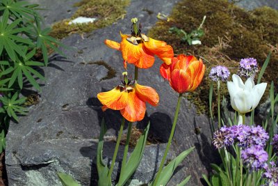 IMG_9352 Sitka tulips.jpg
