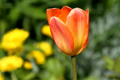 IMG_9360 Sitka tulip.jpg