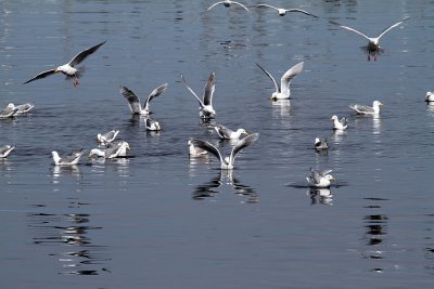 IMG_9368 flock of gulls.jpg