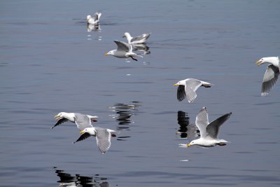 IMG_9383 flight of gulls.jpg
