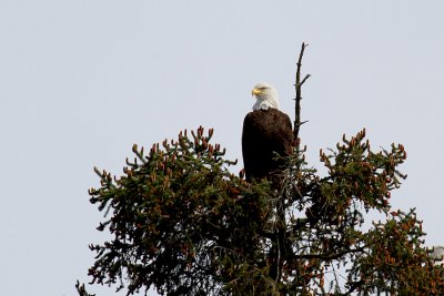 IMG_9419 Sitka eagle in tree.jpg