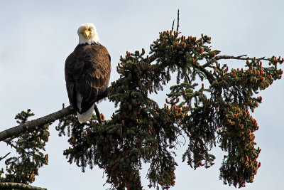 IMG_9424 another Sitka eagle.jpg