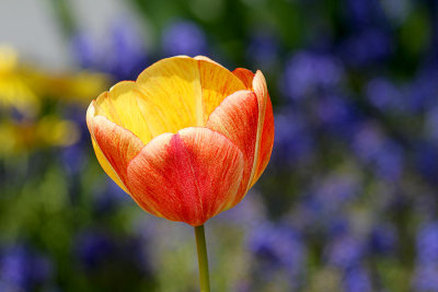IMG_9481 Sitka tulip.jpg