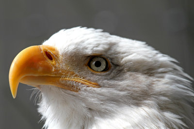 IMG_9503 Raptor Center eagle.jpg