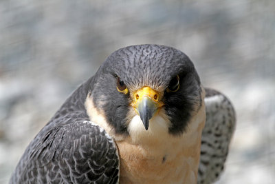 IMG_9592 peregrine falcon.jpg