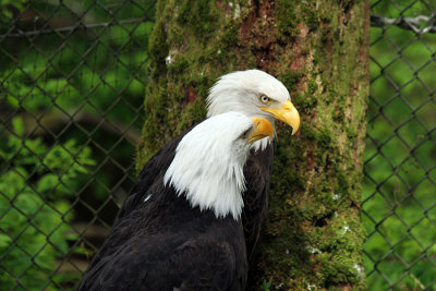 IMG_9625 raptor center eagles.jpg