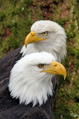 IMG_9644 Alaska Raptor Center eagles.jpg