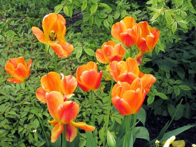 IMG_0171 tulips.jpg