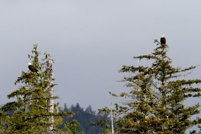 IMG_0088 another eagle pair.jpg