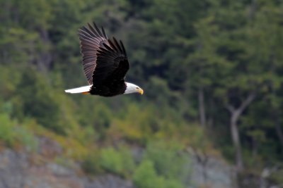 IMG_9920 Ketchikan eagle blurred.jpg