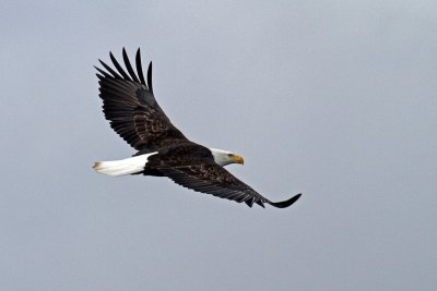 IMG_9926 Eagle in flight.jpg