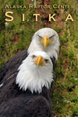 IMG_9640 Two eagles postcard.jpg