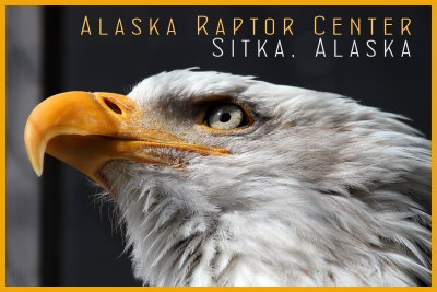 IMG_9497 Alaska Raptor Center Eagle postcard.jpg