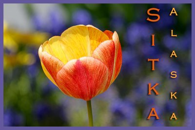 IMG_9481 Sitka tulip postcard.jpg