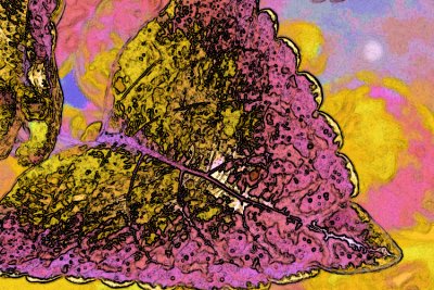 colored leaf .jpg