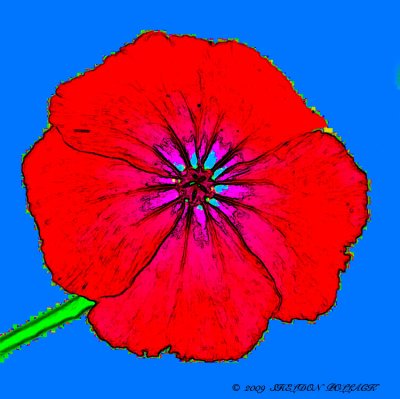 flower-4--X-.jpg