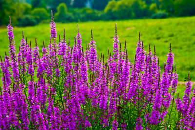LAVENDER-3-.jpg