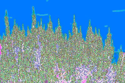 LAVENDER-3-X-.jpg