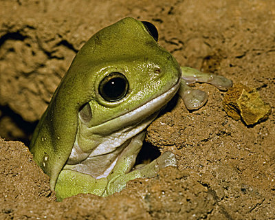 little frog .jpg