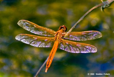 red-dragon-fly-1-.jpg