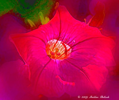 red-flower-12x-.jpg