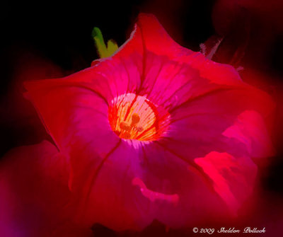 red-flower12-.jpg