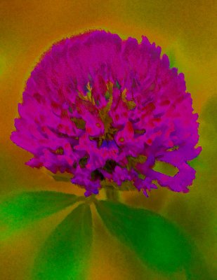 colored-weed-2-.jpg