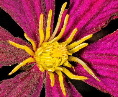 clematis-1-.jpg