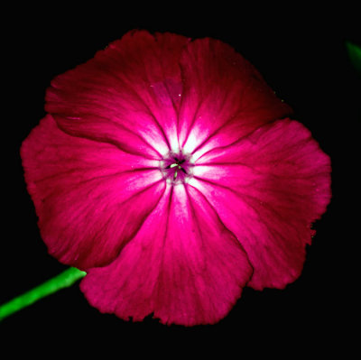 flower-4-.jpg