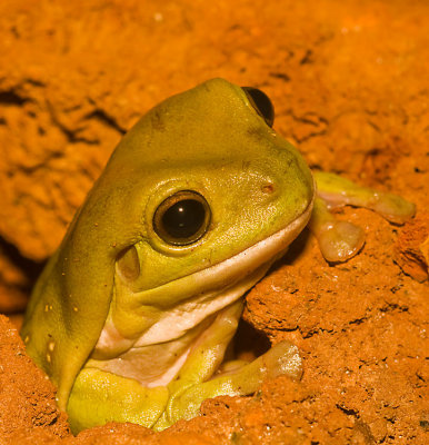little-frog-6-.jpg