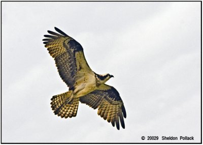 Osprey-30-.jpg