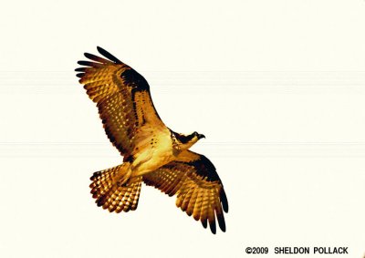 OSPREY-31-.jpg