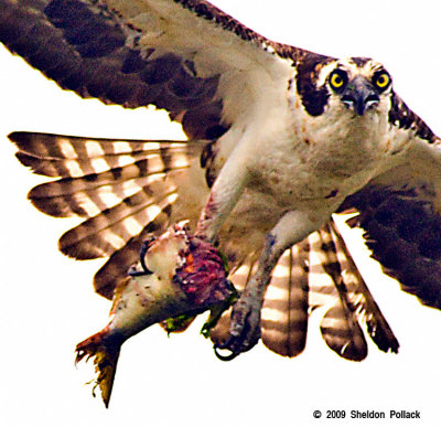 Osprey-with-fish-.jpg