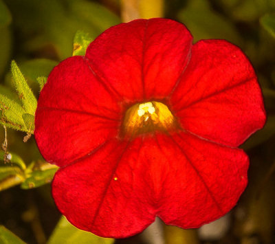 red-flower-1-.jpg