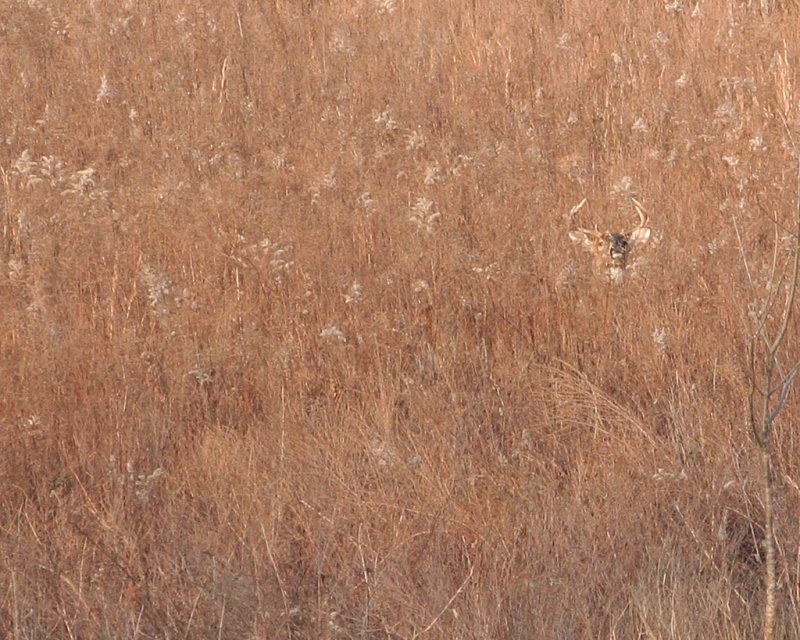 Buck Hidden in Grass
