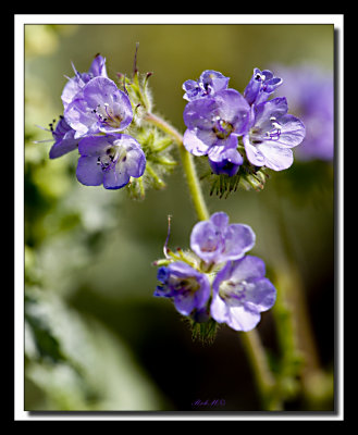 arizona_wildflowers