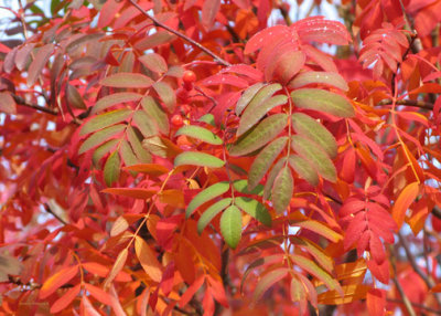 zIMG_0017 red leaves raw converted.jpg