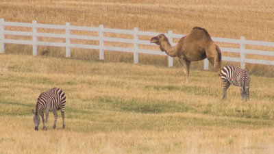 zz2 P1060594 Camel and zebras at Triple B Ranch near Kalispell Montana.jpg