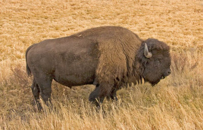 Yellowstone bison standing - z P1060683
