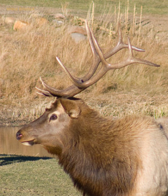 z P1060839 Male elk resting happily.jpg