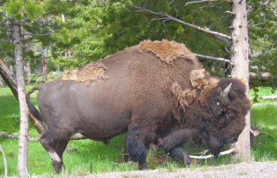 z P1070363_0089 Elder bison sheds winter fur in Yellowstone.jpg