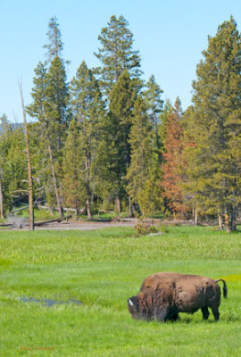 z P1070417_0168 Yellowstone bison grazing.jpg