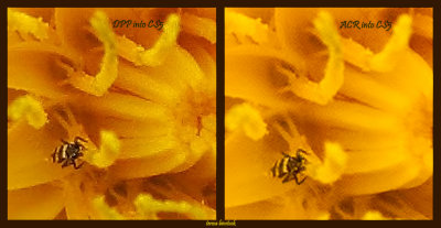 DPP v ACR - Yellow flower - s90 - DPP & ACR into CS5 - IMG_0034