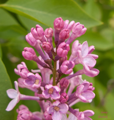 Lilac bloom at SanSuzEd - G9 - IMG_1273