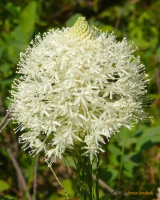 Bear grass bloom by Belton Stage Road - P1080657