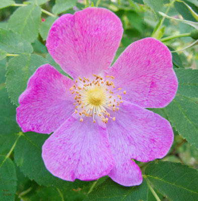z IMG_0433 Wild rose at SanSuzEd - Rosa woodsii.jpg