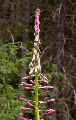 z IMG_0510 Fireweed at SanSuzEd - Epilobium angustifolium.jpg