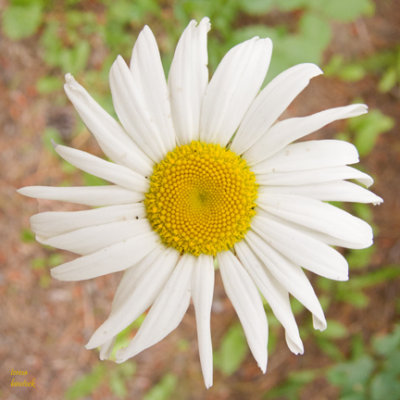 z IMG_0524 White flower at SanSuzEd.jpg