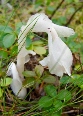 Indian pipe at SanSuzEd in northwestern Montana